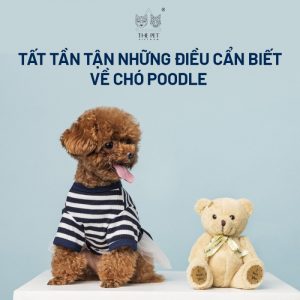 Pate tươi The Pet Vietnam - Bữa ăn thơm ngon cho chó Poodle 