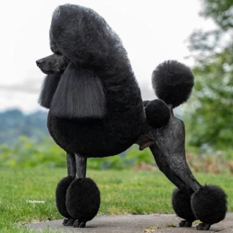 Cần biết những gì khi nuôi chó poodle? 2 cho poodle 03