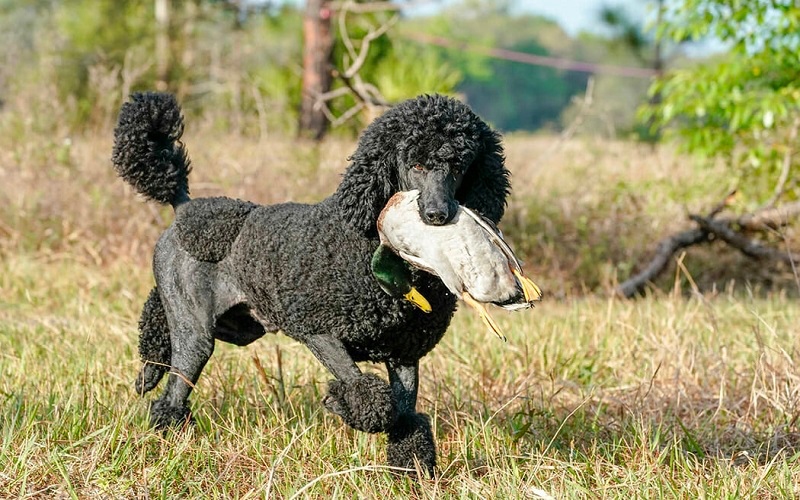 Cần biết những gì khi nuôi chó poodle? 4 cho poodle 04
