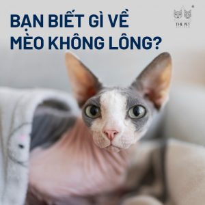 Bạn biết gì về mèo không lông?