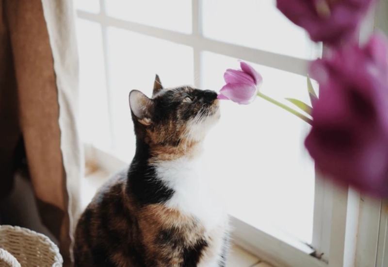 Mèo sợ mùi gì nhất?