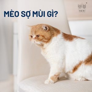 Mèo sợ mùi gì nhất?
