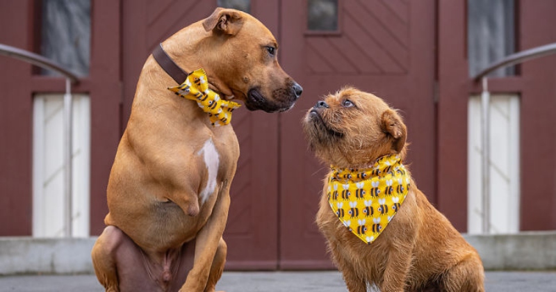 Những điều cần biết khi phối giống chó