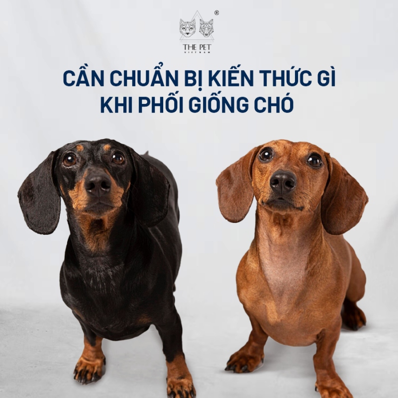 Những điều cần biết khi phối giống chó
