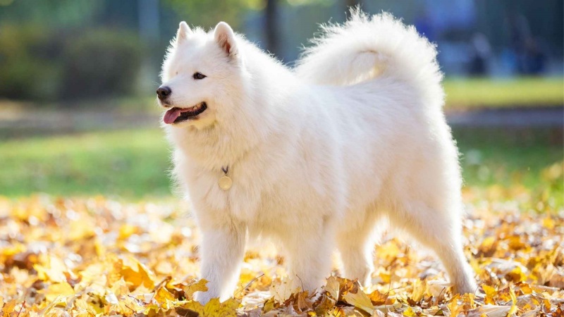 Cách trị chó bị ghẻ hiệu quả tại nhà