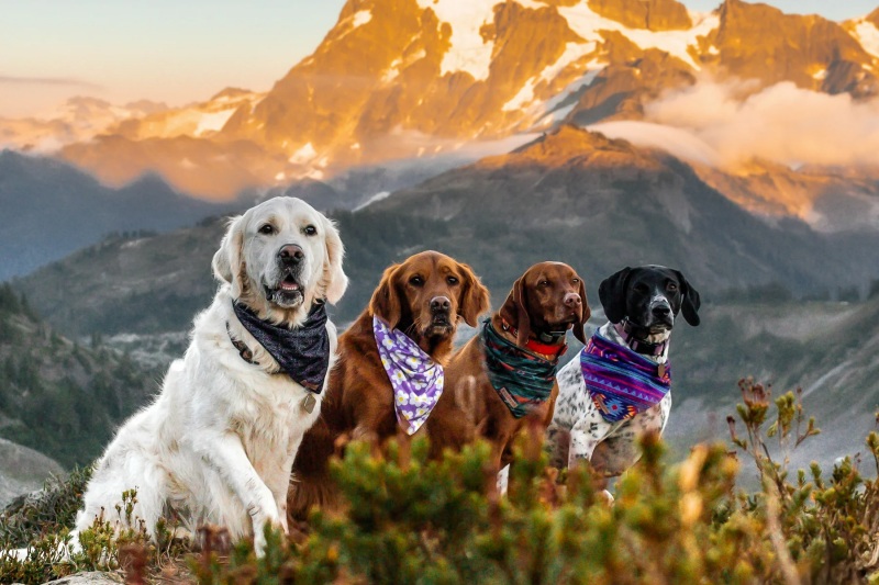 Cách trị chó bị ghẻ hiệu quả tại nhà