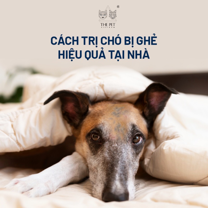 Cách trị chó bị ghẻ hiệu quả tại nhà