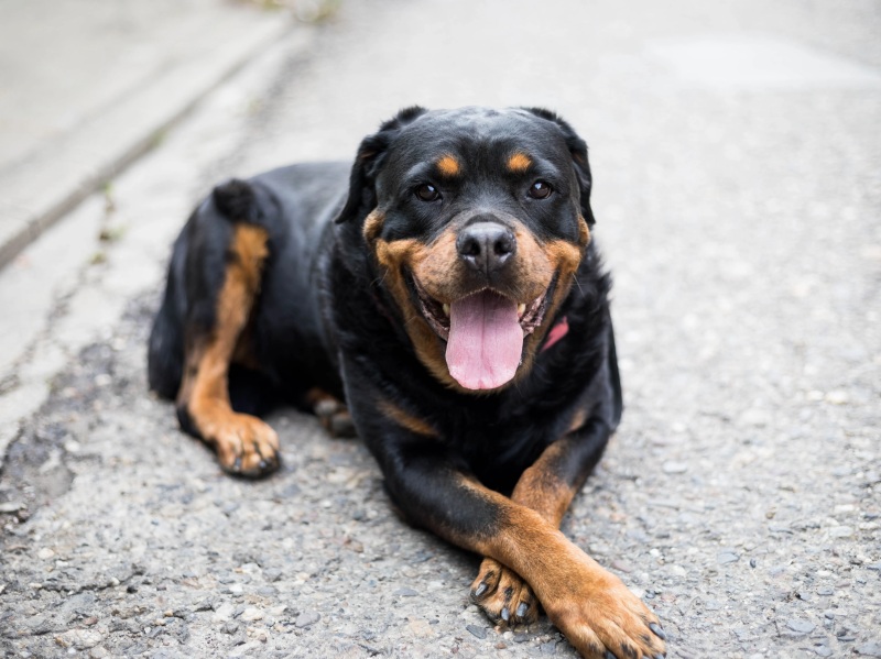 Những điều cần biết khi chó bị viêm da 3 Những điều cần biết khi chó bị viêm da