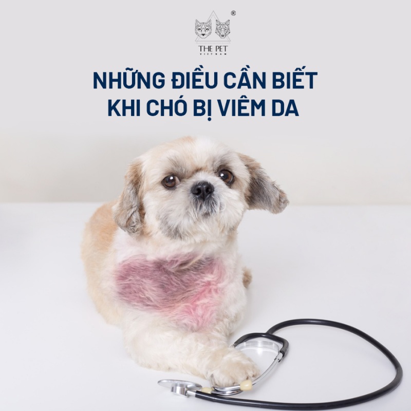 Những điều cần biết khi chó bị viêm da 1 Những điều cần biết khi chó bị viêm da