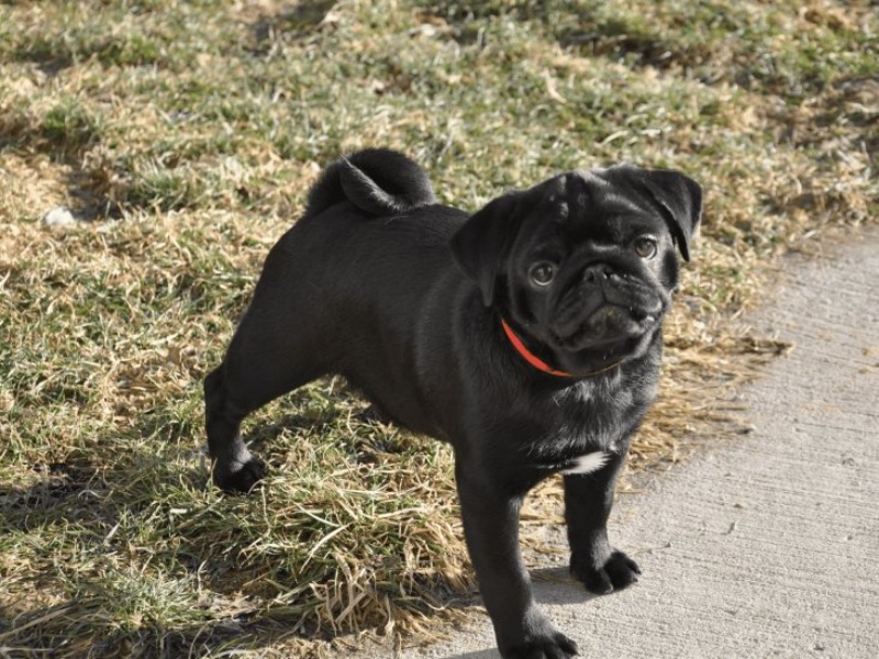 Những điều thú vị về chó pug mặt xệ 4 Những điều thú vị về chó pug mặt xệ
