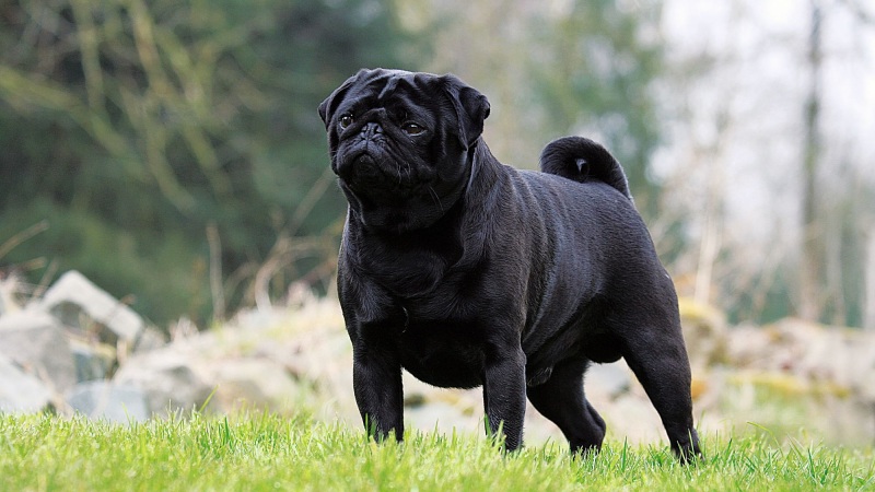 Những điều thú vị về chó pug mặt xệ 2 Những điều thú vị về chó pug mặt xệ