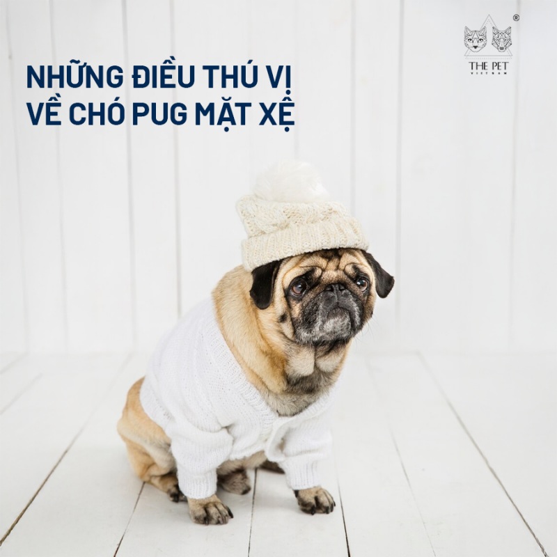 Những điều thú vị về chó pug mặt xệ 1 Những điều thú vị về chó pug mặt xệ