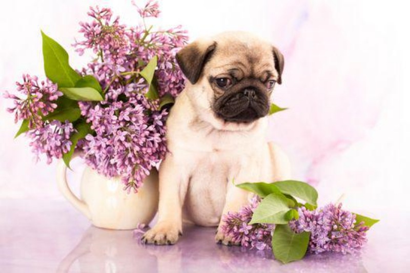 Những điều thú vị về chó pug mặt xệ 3 Những điều thú vị về chó pug mặt xệ