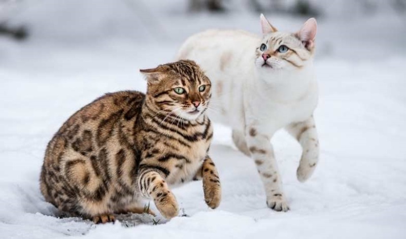 Những điều thú vị về mèo mèo Bengal 3 Những điều thú vị về mèo mèo Bengal