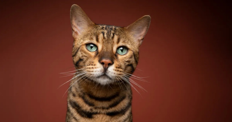 Những điều thú vị về mèo mèo Bengal 4 Những điều thú vị về mèo mèo Bengal