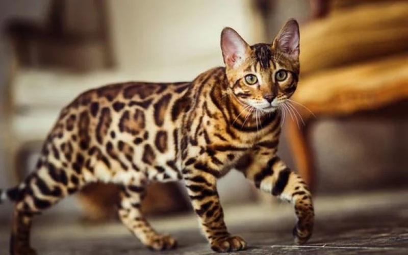Những điều thú vị về mèo mèo Bengal 2 Những điều thú vị về mèo mèo Bengal