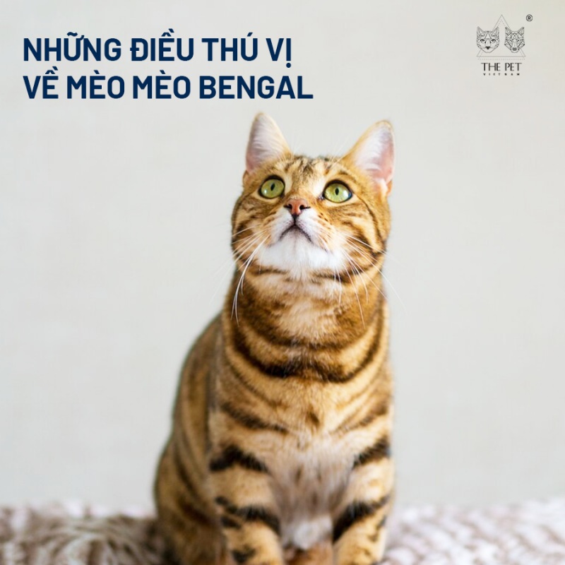 Những điều thú vị về mèo mèo Bengal 1 Những điều thú vị về mèo mèo Bengal