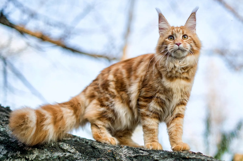 Những điều thú vị về mèo Maine Coon