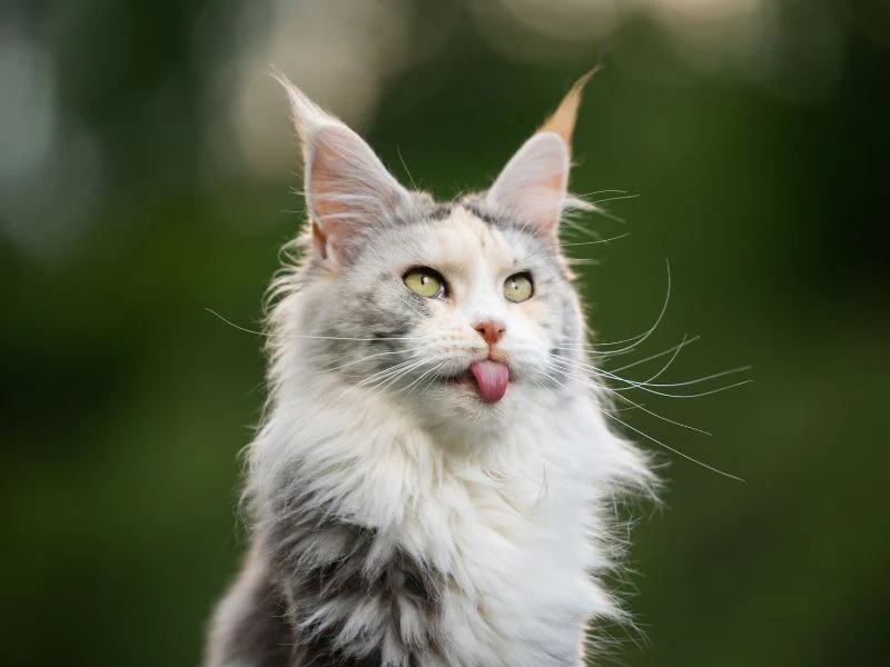 Những điều thú vị về mèo Maine Coon