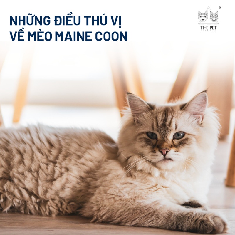 Những điều thú vị về mèo Maine Coon