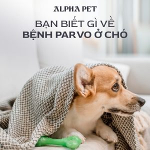 Parvo ở chó