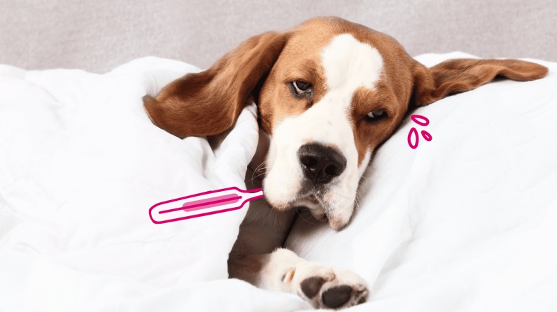 Bạn biết gì về bệnh parvo ở chó 1 Bạn biết gì về bệnh parvo ở chó