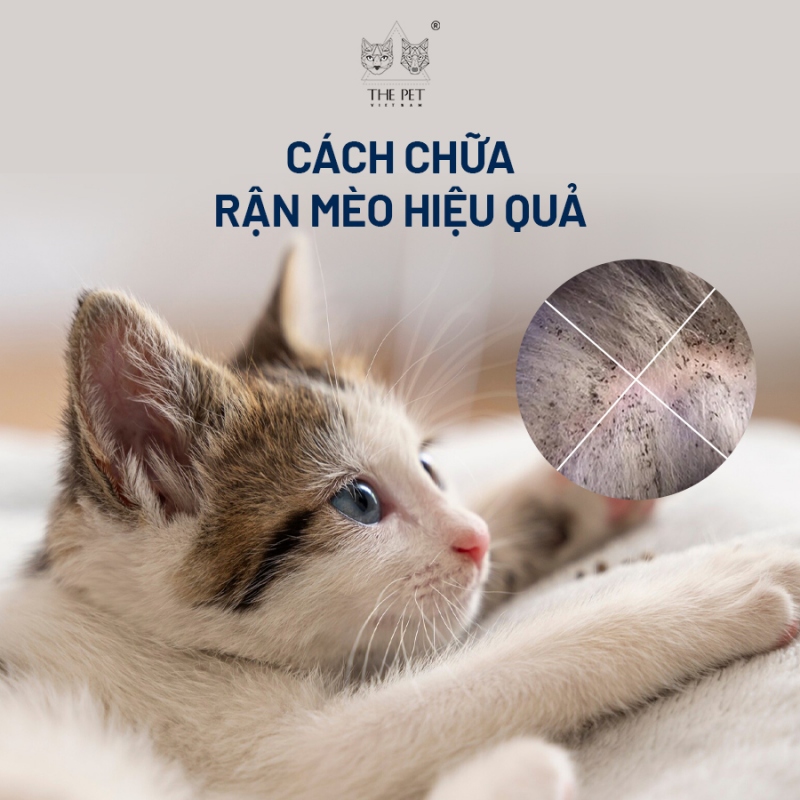 Cách chữa rận mèo hiệu quả tại nhà