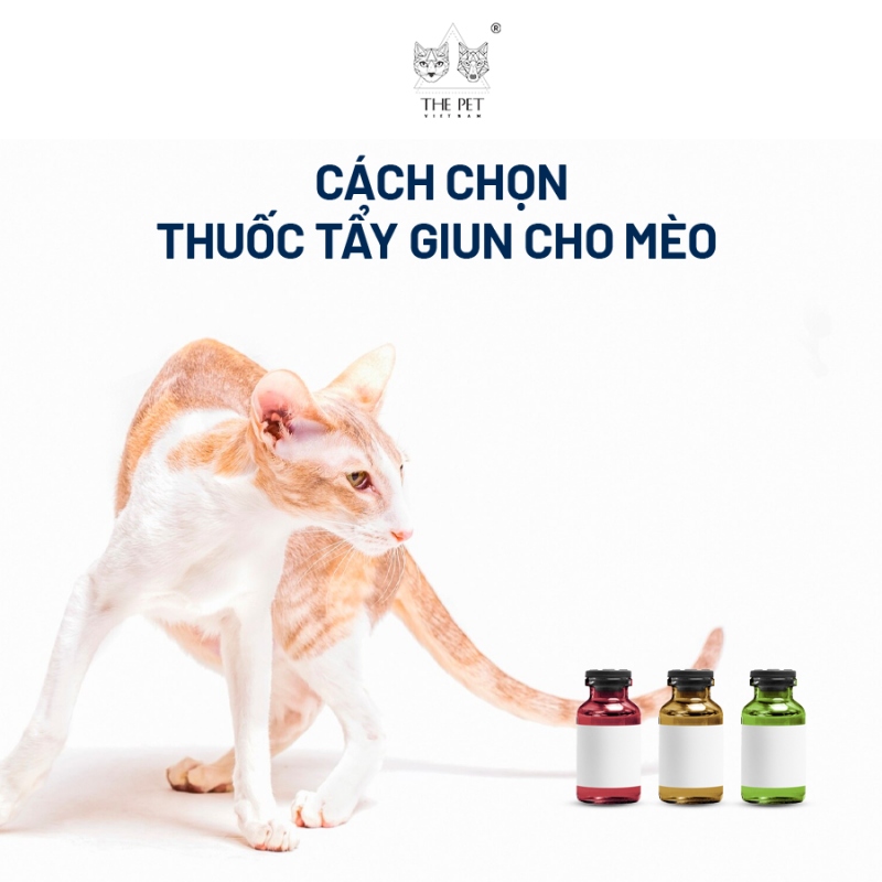 Cách chọn thuốc tẩy giun cho mèo