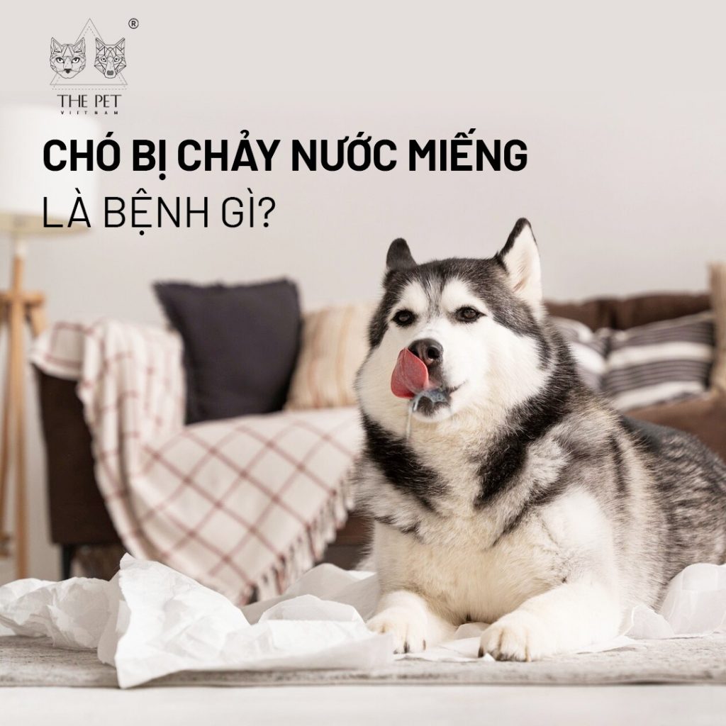 Chó bị chảy nước miếng là bệnh gì? 1 497621008 706780772039230 1836772299217872804 n