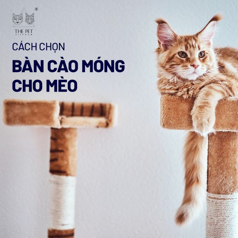 Cách chọn bàn cào móng cho mèo 1 ban cao mong cho meo 1