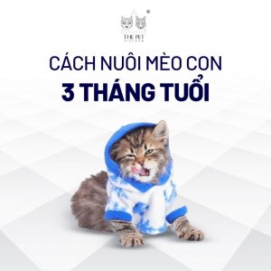 Học hỏi cách nuôi mèo con 3 tháng tuổi là rất quan trọng.