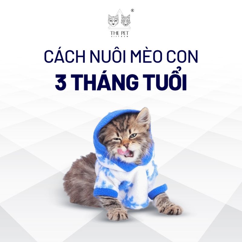 Cách nuôi mèo con 3 tháng tuổi 1 Học hỏi cách nuôi mèo con 3 tháng tuổi là rất quan trọng.