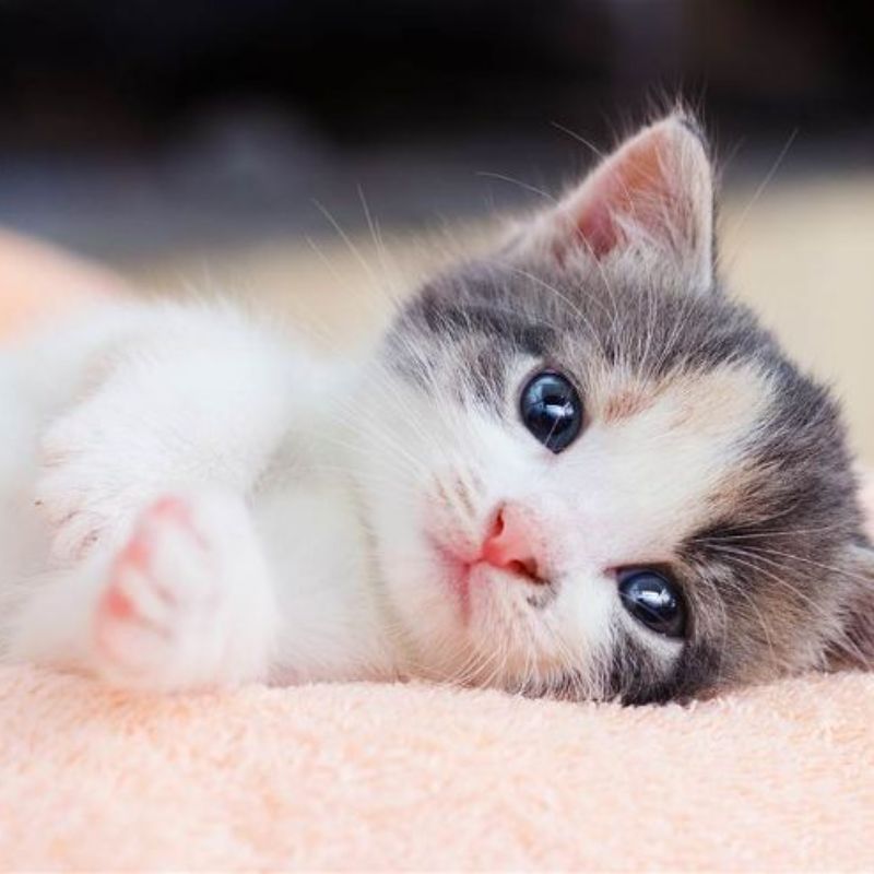 Cách nuôi mèo con 3 tháng tuổi 2 Thức ăn phù hợp với mèo con 3 tháng tuổi.