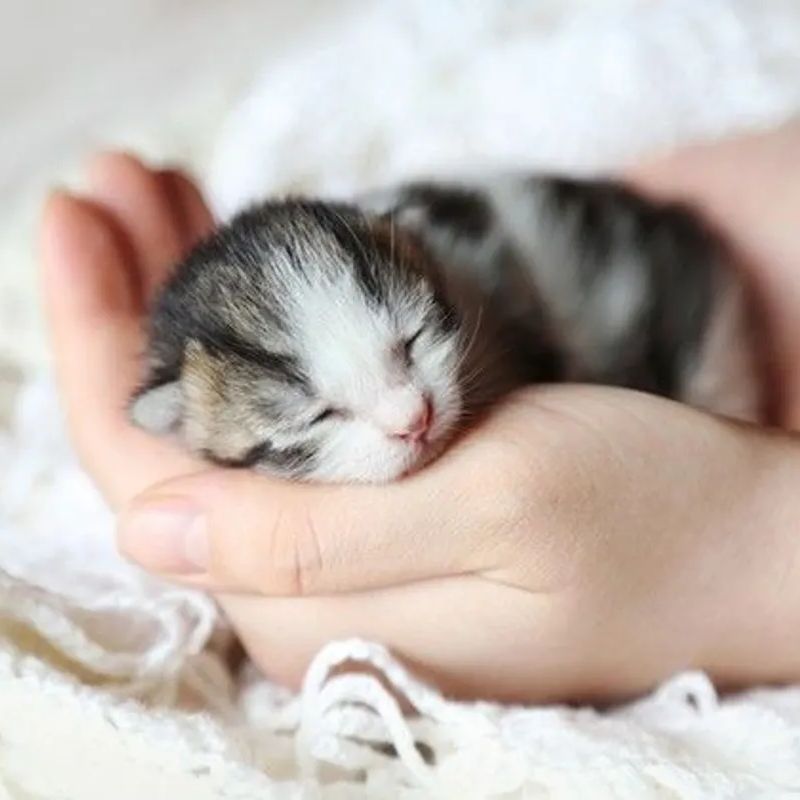 Cách nuôi mèo con 3 tháng tuổi 3 Mèo con cần được chăm sóc sức khoẻ định kỳ.