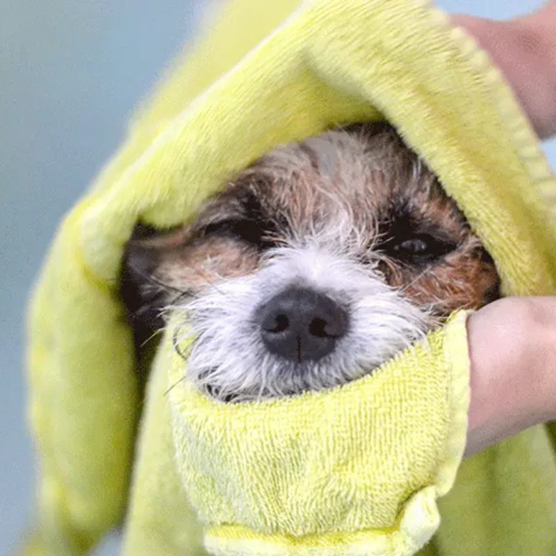 Sử dụng sữa tắm phù hợp cho chó con là điều kiện rất cần thiết.