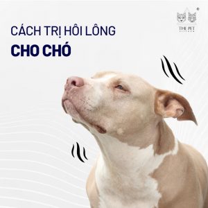 Cách trị hôi lông cho chó 695 Tham khảo các cách trị hôi lông cho chó.