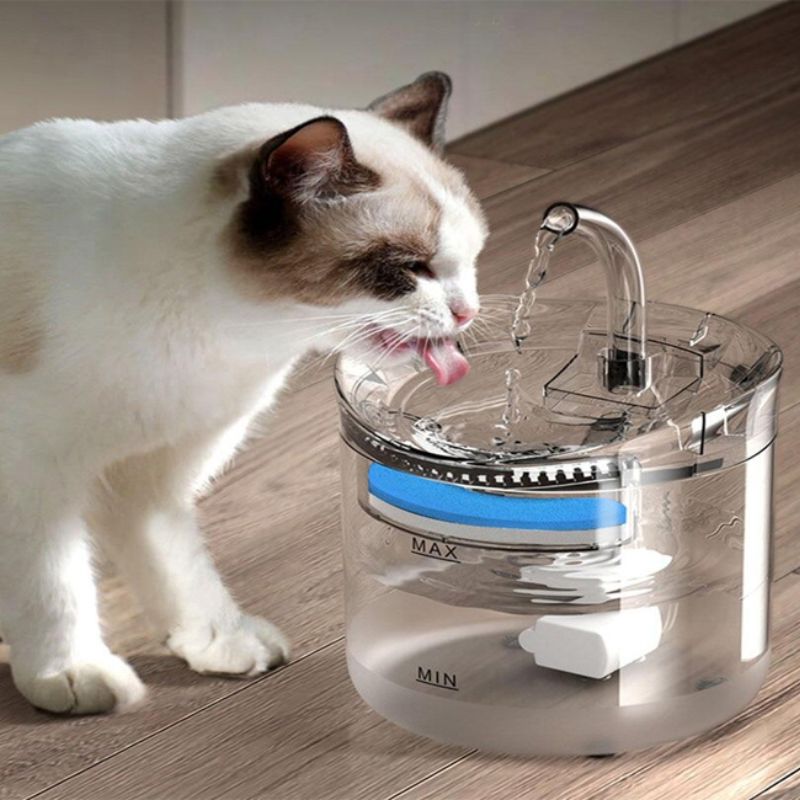 Cần làm gì khi mèo bị tiêu chảy? 3 can lam gi khi meo bi tieu chay 3