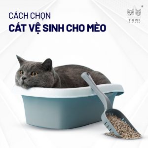 Tham khảo cách chọn cát vệ sinh cho mèo hữu ích.