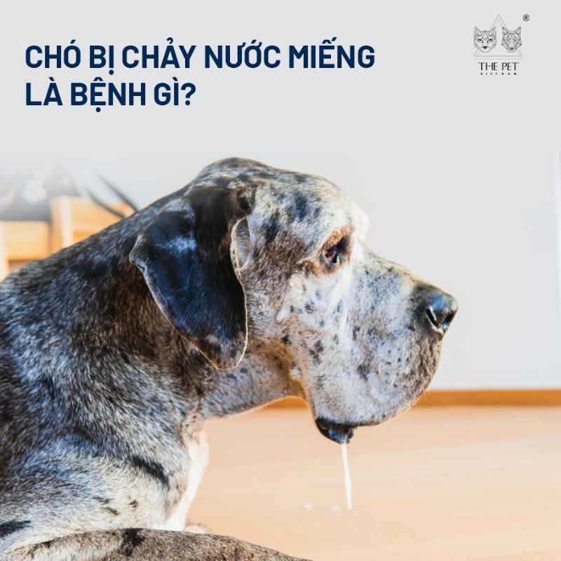 Chó bị chảy nước miếng là bệnh gì? 1 cho bi chay nuoc mieng 1
