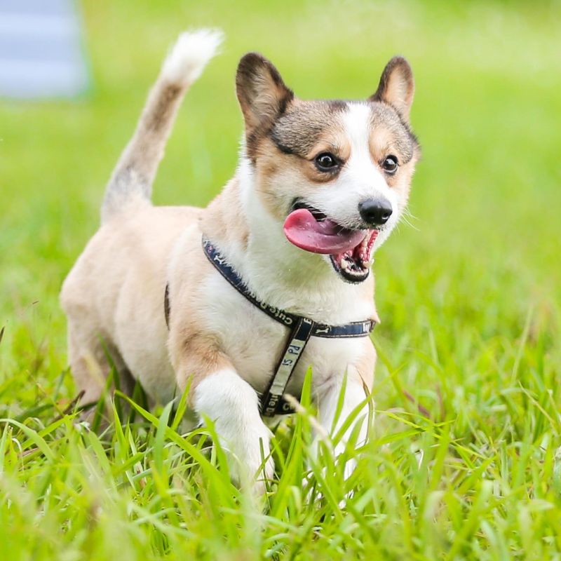 Nguyên nhân chó bị táo bón và cách chữa 4 cho bi tao bon 4
