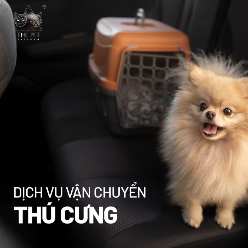 Dịch vụ vận chuyển thú cưng 1 dich vu van chuyen thu cung 1