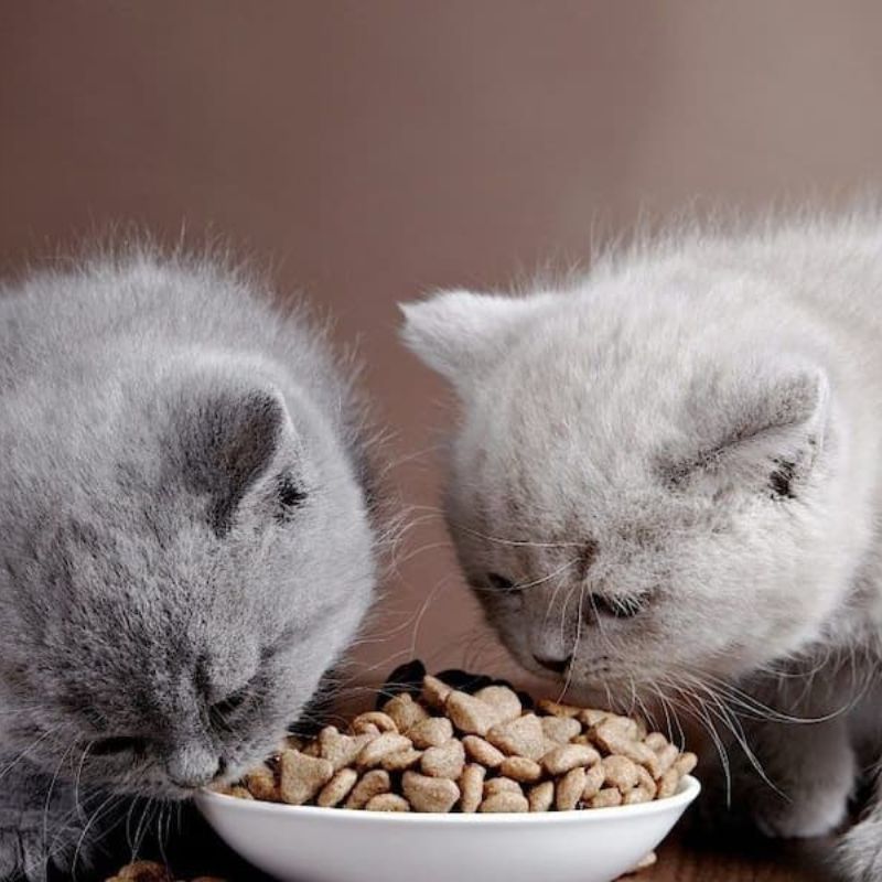 Mua đồ ăn cho mèo gần đây 2 Đồ ăn cho mèo chú trọng về yếu tố độ tuổi, cân nặng.