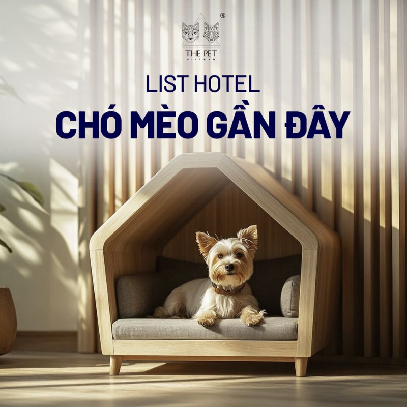 List hotel chó mèo gần đây 1 Hotel chó mèo vô cùng tiện nghi và thoải mái.