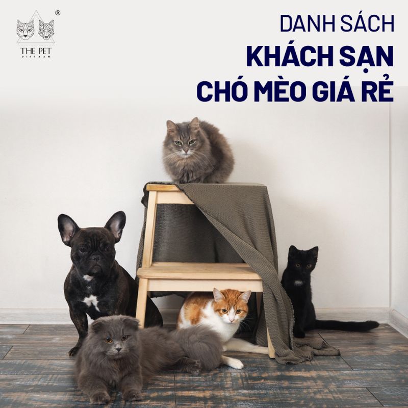 Danh sách khách sạn chó mèo giá rẻ 1 Tiêu chí chọn khách sạn chó mèo giá rẻ.