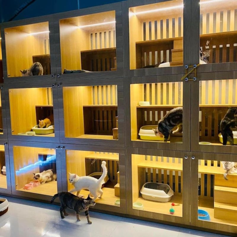 Danh sách khách sạn chó mèo giá rẻ 3 Tham khảo ý kiến để lựa chọn được khách sạn thú cưng tốt nhất.