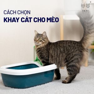 Tầm quan trọng của việc chọn khay cát cho mèo.