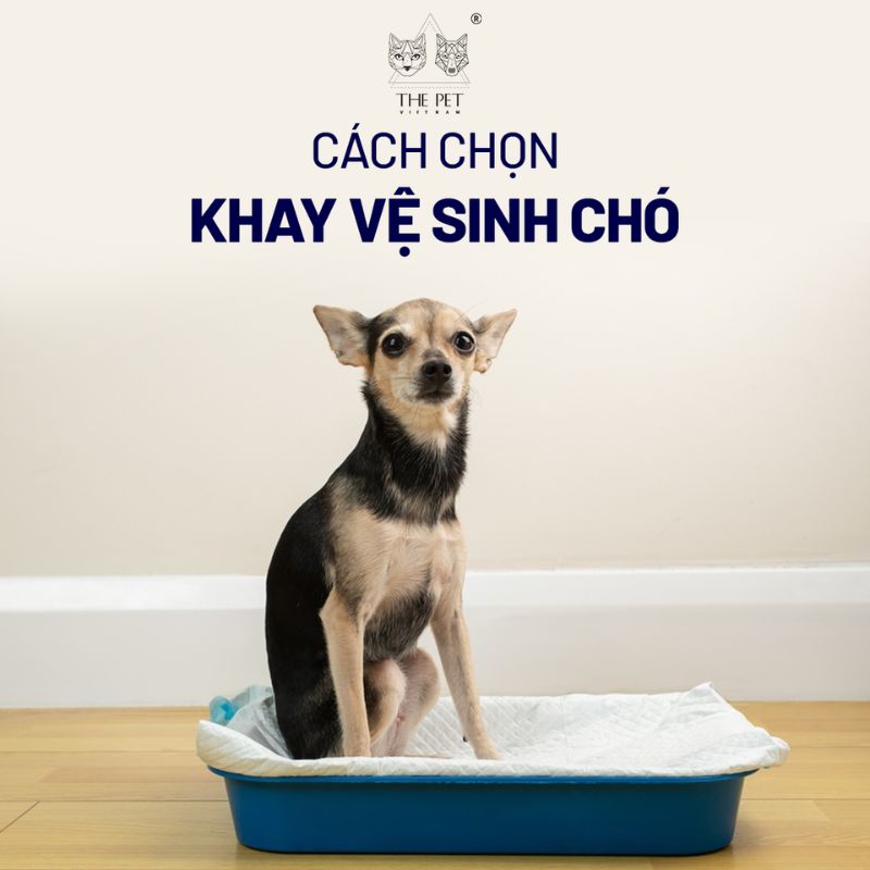 Cách chọn khay vệ sinh chó 1 Tiêu chí lựa chọn khay vệ sinh chó.