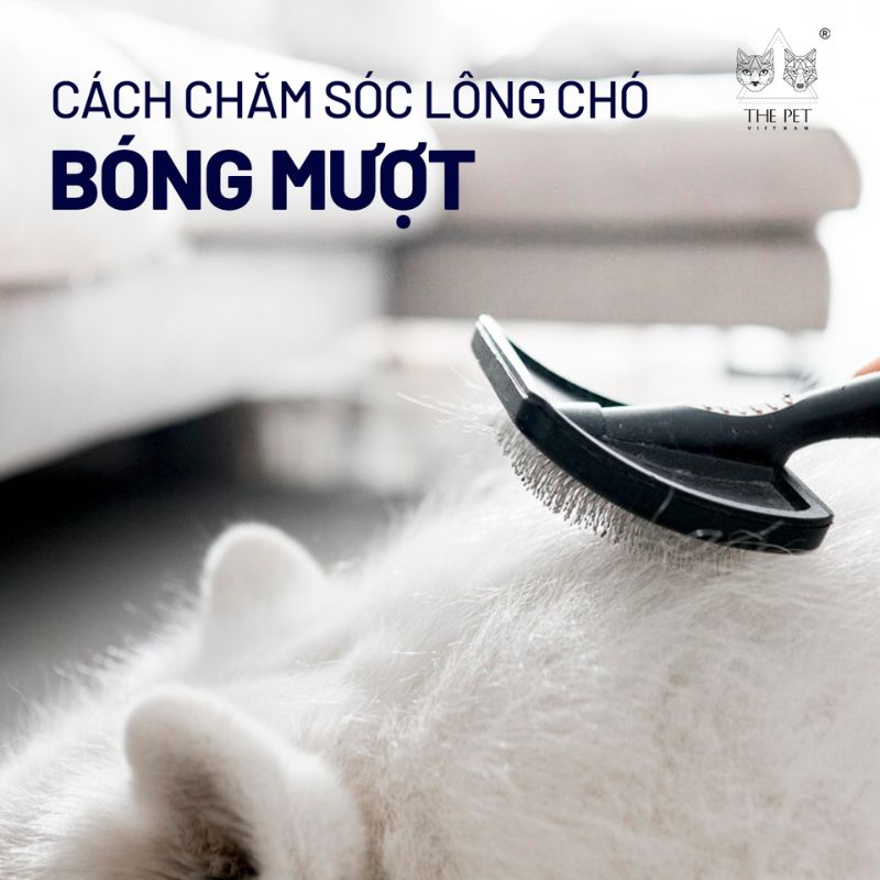 Cách chăm sóc lông chó bóng mượt 1 long cho 1