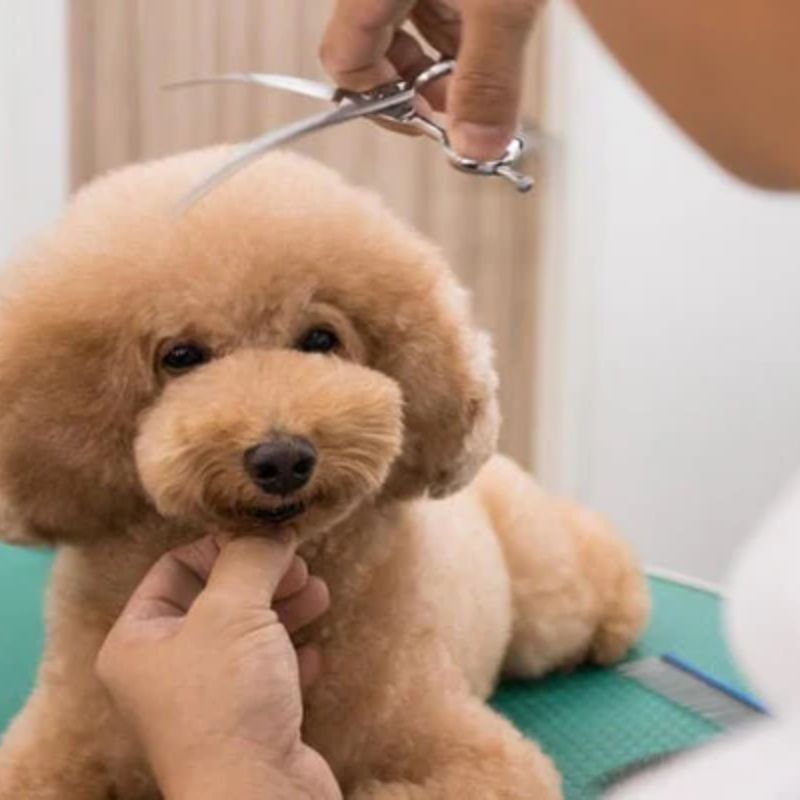 Cách chăm sóc lông chó bóng mượt 2 long cho 2