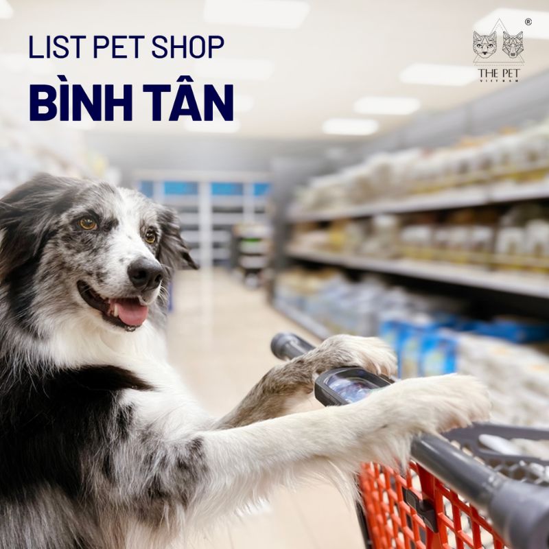 List pet shop Bình Tân 1 Tìm kiếm pet shop Bình Tân uy tín nhất.